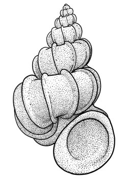 Precious wentletrap illustration, drawing, engraving, ink, line art, vector