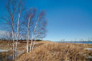 557-68 Winter Birches on the Foredunes