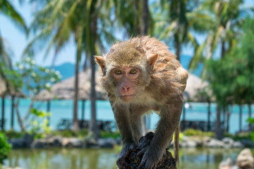 A wet monkey with big eyes looks at camera in a park in the tropics.
