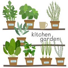 Potted herbs. Kitchen garden. Vector illustration.
