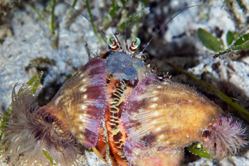 Fototapeta na wymiar A hermit crab (Dardanus sp.) has a symbiotic relationship with anemones (Calliactis polypus) that provide camouflage and protection.