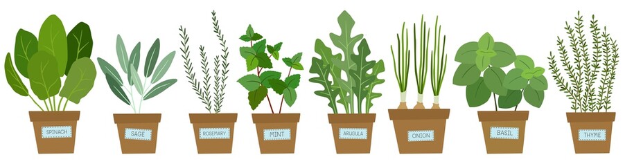 Set of potted herbs. Vector illustration.
