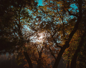 Fototapeta na wymiar trees in the autumn