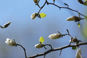 Buds of white Magnolia flowers on a branch with green leaves against a blue sky