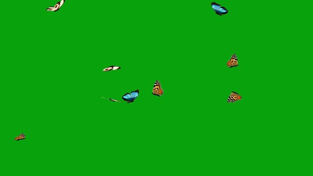 Flying butterflies with green screen background 