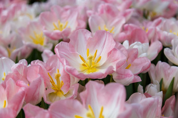 Fototapeta na wymiar Blooming pink tulips in a field close-up. Beautiful floral pattern.