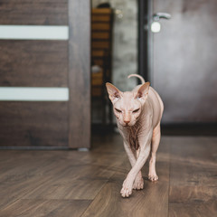 cat sphynx