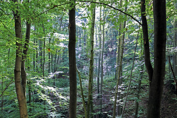 Sonnenstrahlen im Wald