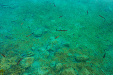 Fototapeta na wymiar Fish in water in the Plitvice Lakes National Park.