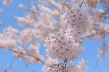 五稜郭公園の桜