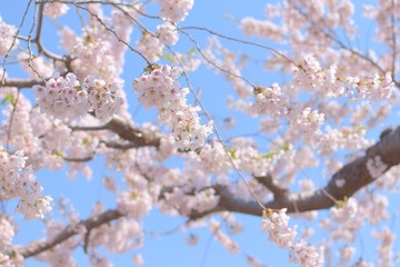 五稜郭公園の桜