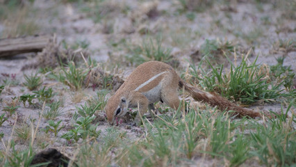African ground squirrel searching for food