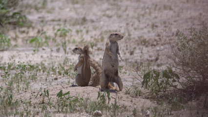 Two African ground squirrels