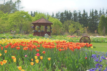 Obraz premium 十勝のチューリップ