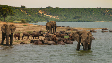 African elephants under a tree, Queen Elizabeth National Park, Kazinga Channel (Uganda)