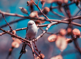 natural background with a long-tailed tit sits in a Sunny may spring garden among the pink branches of a fluffy willow