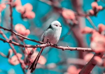 Zelfklevend Fotobehang natural background with a long-tailed tit sits in a Sunny spring garden among pink branches © nataba