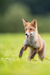 Young fox in its natural habitat in a summer meadow