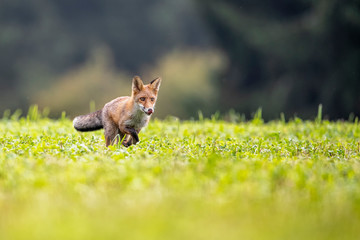 Young fox in its natural habitat in a summer meadow