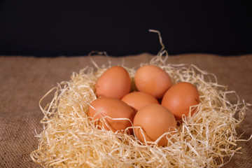 a few eggs are in the nest. Free space