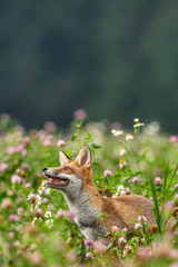 Young fox in its natural habitat in a summer meadow