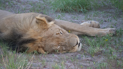 Naklejka na ściany i meble Close up from Male lion at Central Kalahari Game Reserve