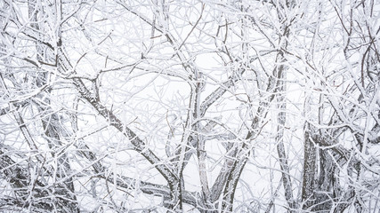 The snow-covered branches of a deciduous tree, creating a beautiful interwoven pattern.
