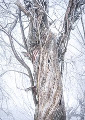Close up of a dead tree trunk covered in little ice crystals on a cold winter's day.