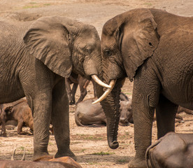 Fototapeta na wymiar Cuddle male African elephants, Queen Elizabeth National Park, Kazinga Channel (Uganda)