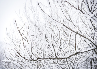 Pattern of snow-covered branches in winter.