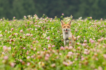 Young fox in its natural habitat in a summer meadow
