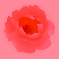 Pink peony isolated on pink background.Vector illustration