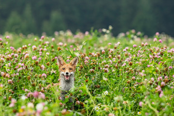 Young fox in its natural habitat in a summer meadow