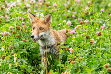 Young fox in its natural habitat in a summer meadow