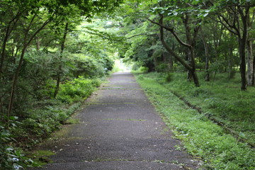 Fototapeta premium 並木道