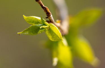 The maple bud opened in the spring