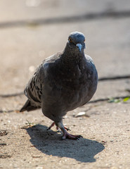 Dove walks on the ground