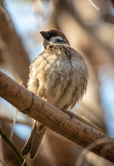 Sparrow on a tree branch against the blue sky