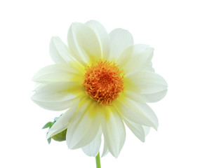 Frangipani flower on white background.