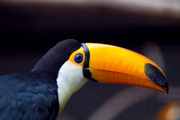 Toco toucanbird, toucan bird