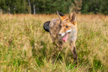 Young fox in its natural habitat in a summer meadow