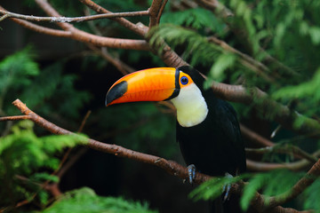 Toco toucanbird, toucan bird