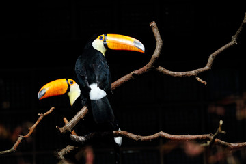 Toco toucanbird, toucan bird © Ozkan Ozmen