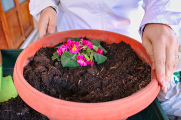 woman planting seedling
