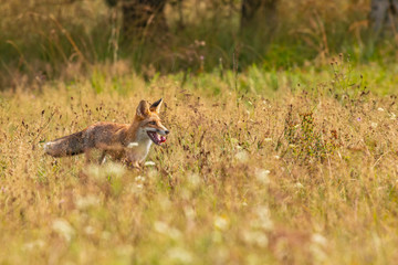 Young fox in its natural habitat in a summer meadow