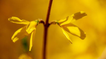 Yellow flower in the park in spring