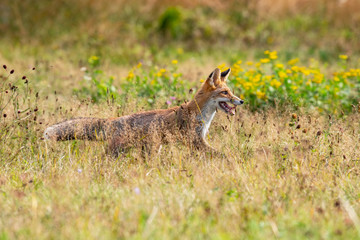 Young fox in its natural habitat in a summer meadow