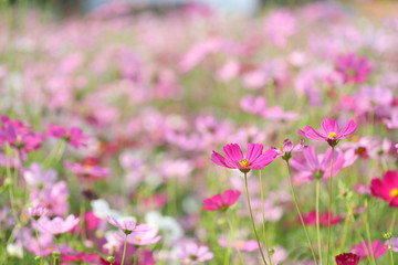 Delicate Pink cosmos flower garden 