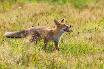 Naklejka na ściany i meble Young fox in its natural habitat in a summer meadow