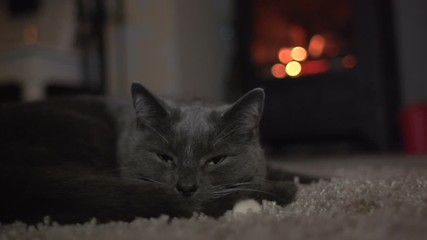Pet cat sleeping or dozing in front of the fire. The Grey kitty is dropping off asleep. Stock Video Clip Footage. Slow Motion